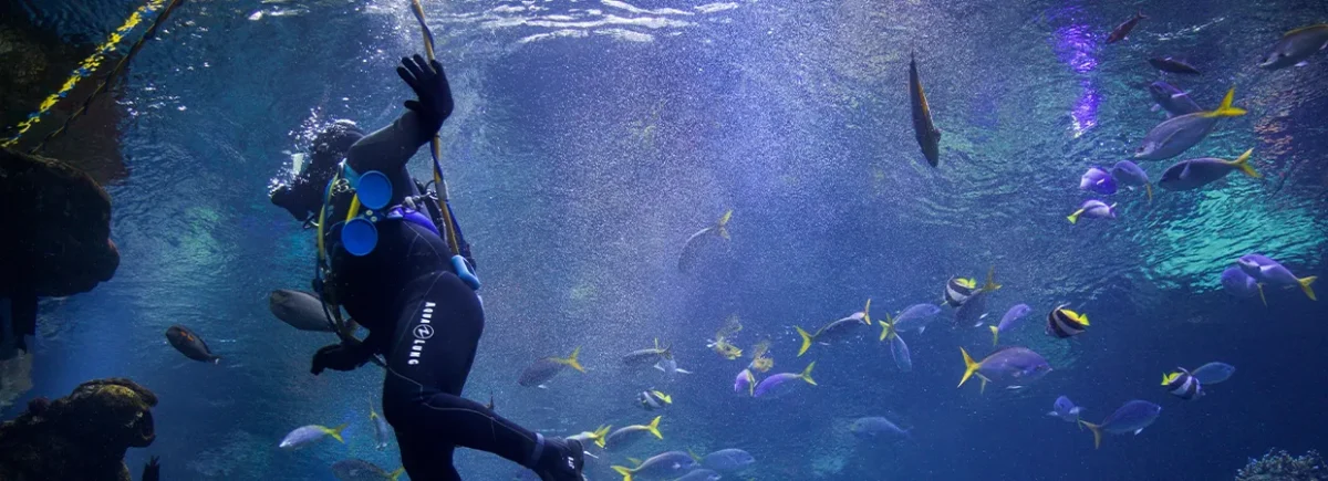 Partnerships in action