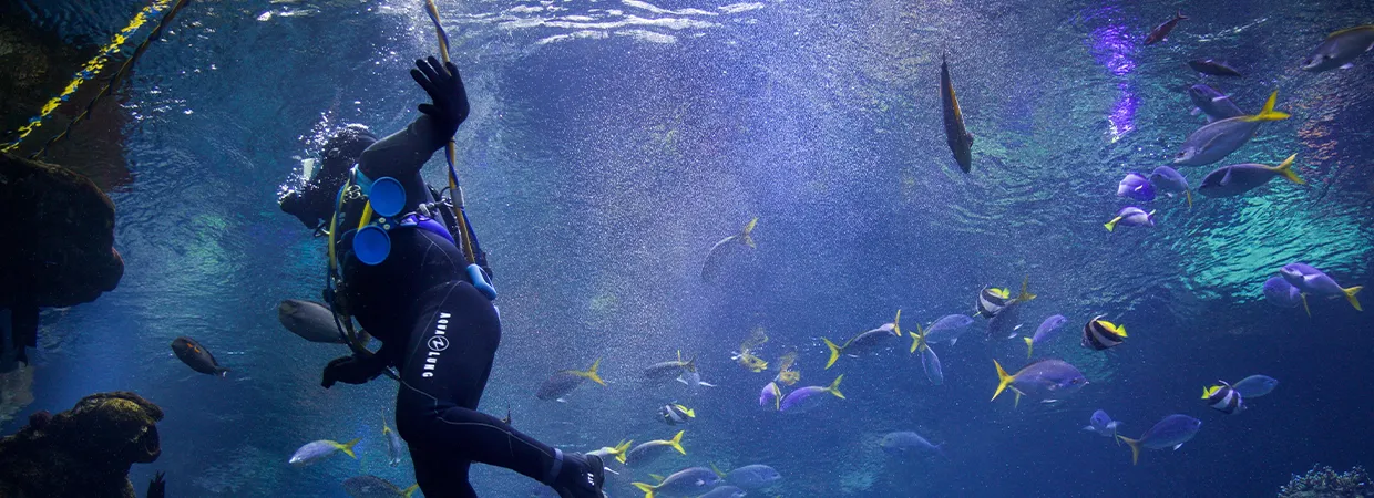 Partnerships in action