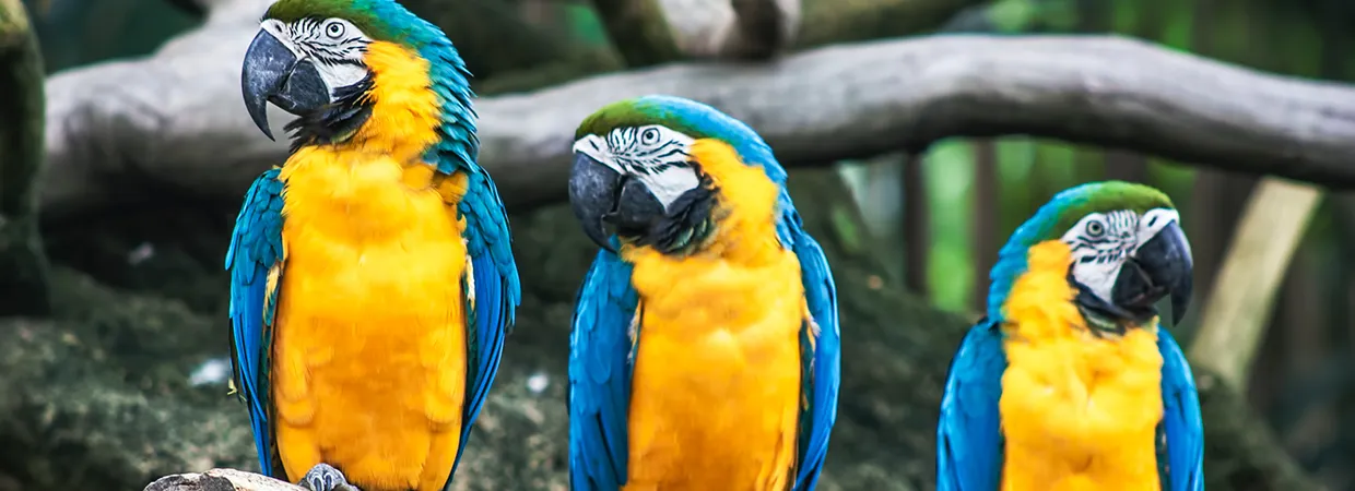 Field guide to strategic brand-to-brand partnerships