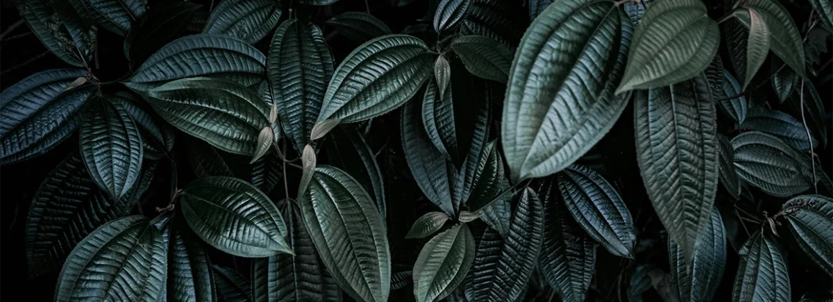 Essential partnerships platform launch kit