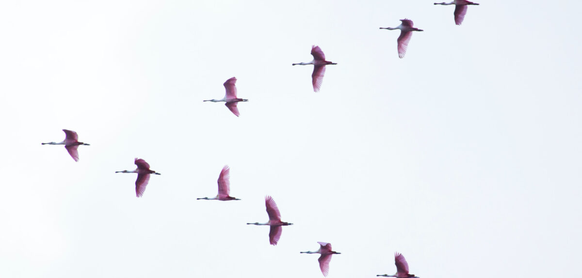 Bird flying migrating