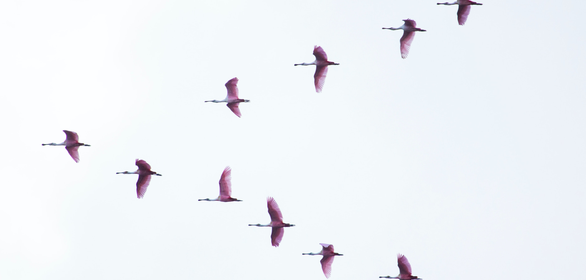 Bird flying migrating