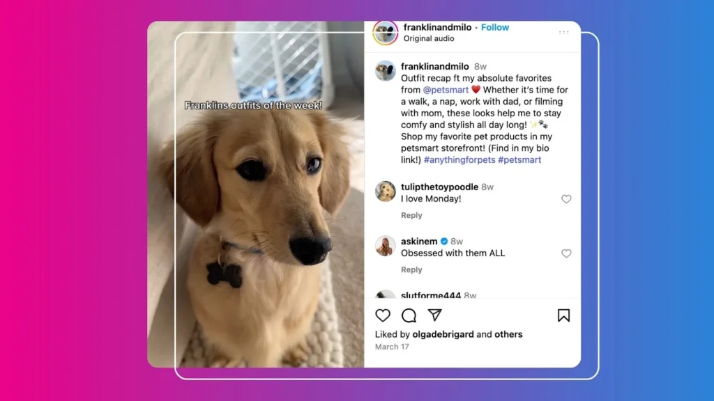 A golden retriever mix sits on a carpet, looking curiously at the camera, captioned about pet outfits for the week.