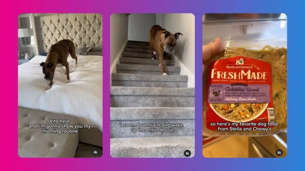 A playful dog named Vito navigates a bedroom and stairs, showcasing his morning routine and favorite dog food brand.